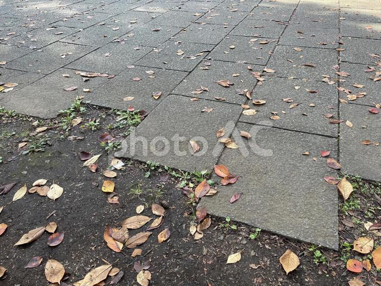秋の大宮公園の遊歩道 秋,茶色,自然の写真素材