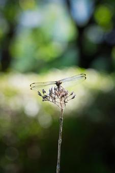 Dragonfly, JPG Dragonfly, JPG