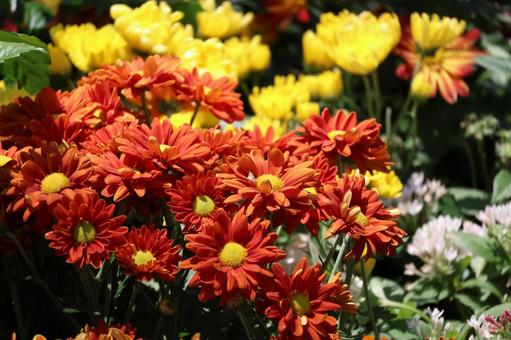 赤い花びらの満開の菊の花のアップ 赤い,花びら,満開の写真素材