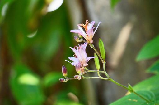 ホトトギスの花 ホトトギスの花の写真