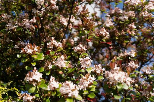 春の日差しに咲く白い小花② 花,春,小花の写真素材