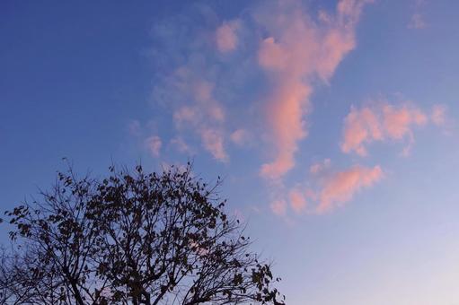 秋の夕方の空と柿の木 空,木,景色の写真素材