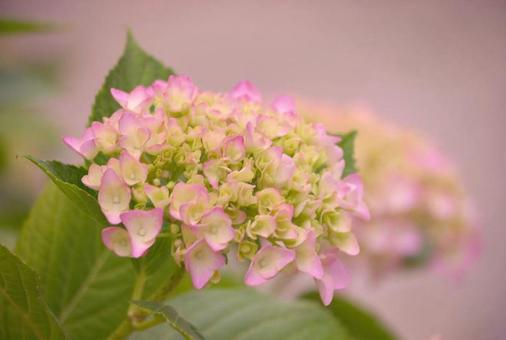 Hydrangea 01, hoa cây, cây dương tử hoa, màu, JPG