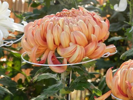 【風景写真】福山菊花展覧会の風景 キク,菊,菊花展の写真素材