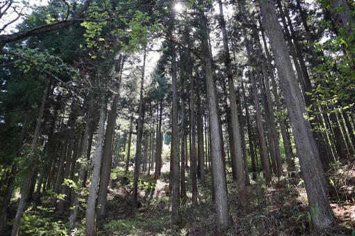 こもれ陽感じる木々の森のある山の中の風景 こもれ陽感じる木々の森のある山の中の風景 こもれ陽,感じる,木々の写真素材