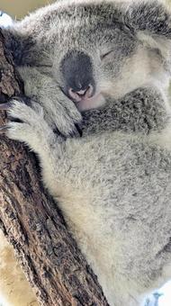 眠るコアラ コアラ,動物,寝姿の写真素材