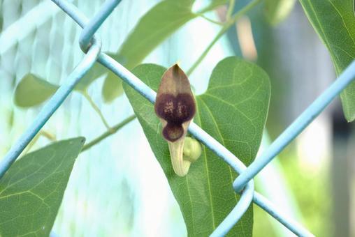 ウマノスズクサの花 ウマノスズクサの花の写真