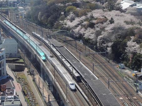飛鳥山公園桜×新幹線と在来線 飛鳥山公園桜×新幹線と在来線 新幹線,e5系,e2系の写真素材