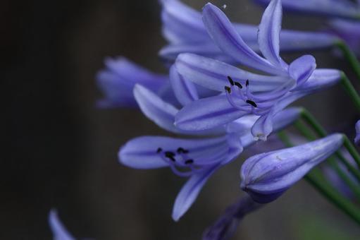 Photo, agapanthus, purple clam, murasaki kunsiran, 