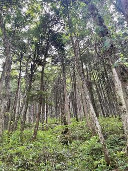 夏の森の木々と笹の葉 夏の森の木々と笹の葉の写真