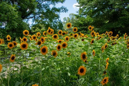 夏のひまわり畑 夏のひまわり畑の写真