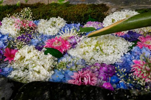 奥州柳津虚空蔵尊(24) 奥州柳津虚空蔵尊(24) 寺,アジサイ,手水舎の写真素材