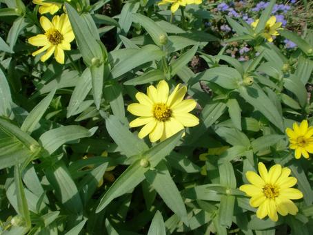 黄色い花のジニア 黄色い花のジニアの写真