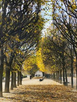 秋 並木道,紅葉,季節の写真素材