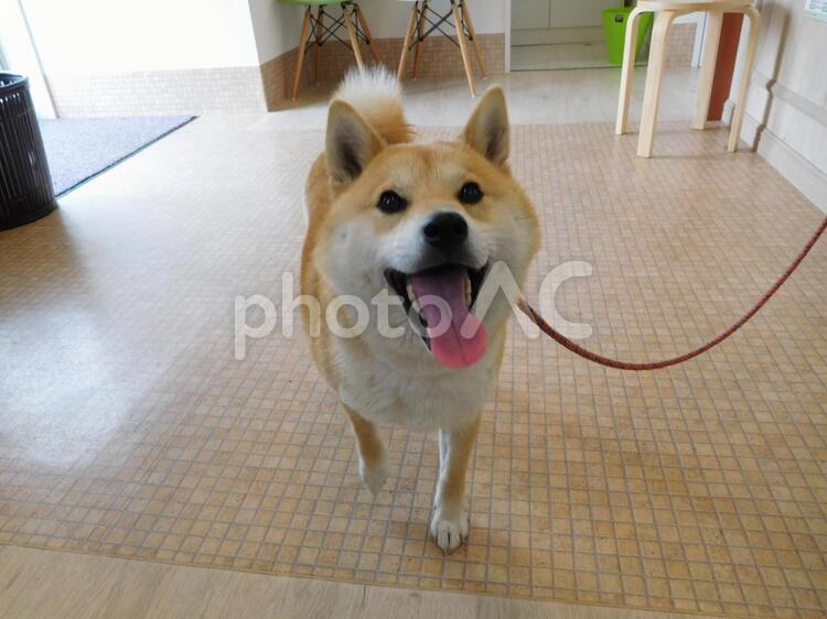 何かちょ～だい♡ 家族,ペット,犬の写真素材