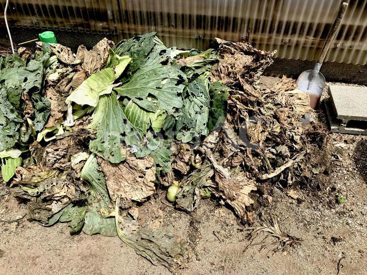 廃棄されるキャベツの葉/食品ロス キャベツ,フードロス,食品ロスの写真素材