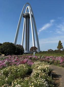 コスモス畑とツインタワ−138 コスモス,コスモス畑,花壇の写真素材