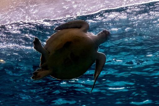 お腹を見せて泳ぐアカウミガメ お腹を見せて泳ぐアカウミガメの写真