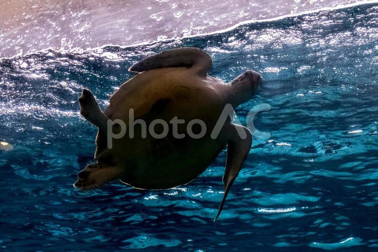 お腹を見せて泳ぐアカウミガメ アカウミガメ,光,動物の写真素材