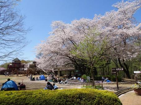 四月のアンデルセン公園-28 四月のアンデルセン公園-28 ふなばしアンデルセン公園,千葉県船橋市,総合公園の写真素材