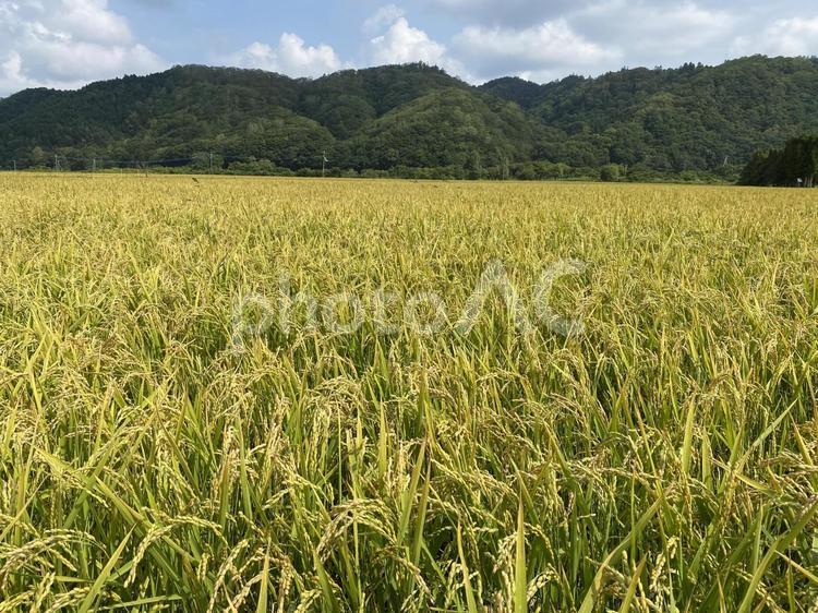 稲〜収穫の秋〜3 米,風景,9月の写真素材