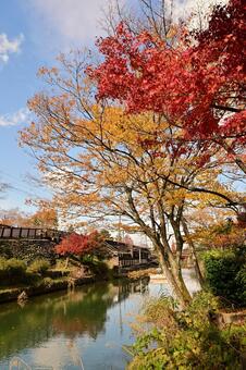 庄川・水記念公園の紅葉 紅葉,青空,観光地の写真素材