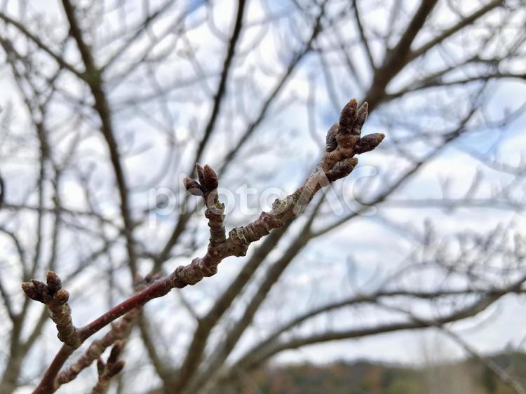冬  桜の木 蕾,つぼみ,桜の写真素材