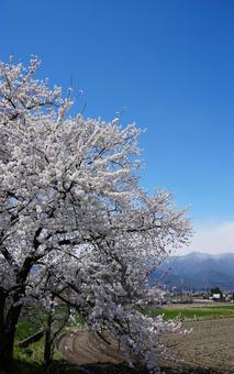 松本から遠く山なみを望むさくら 花,松本,梓川土手の写真素材