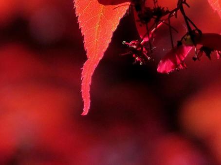 Photo, autumn leaves, autumn, maple, 