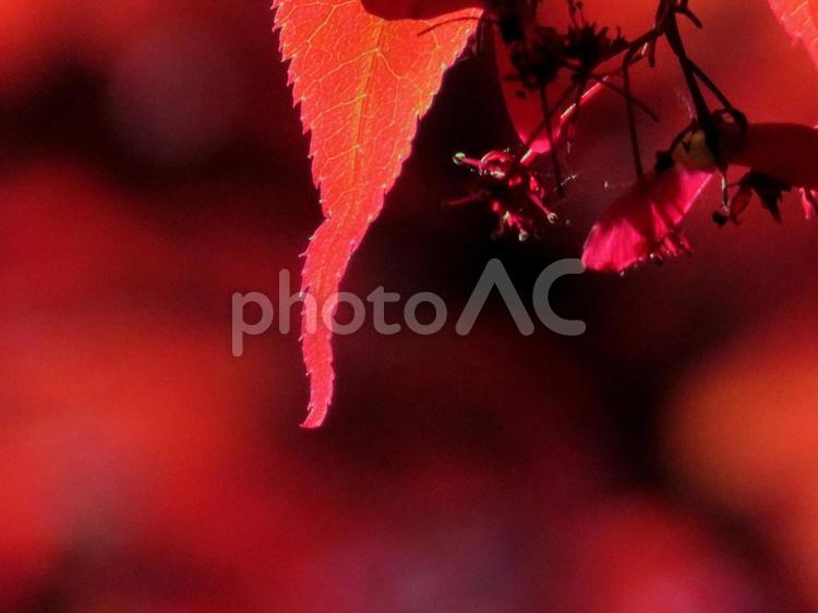 夕日のもみじ 紅葉,秋,もみじの写真素材