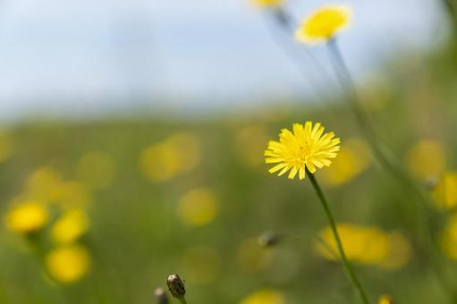 【背景素材】タンポポの花2 【背景素材】タンポポの花2 タンポポ,花,春の写真素材