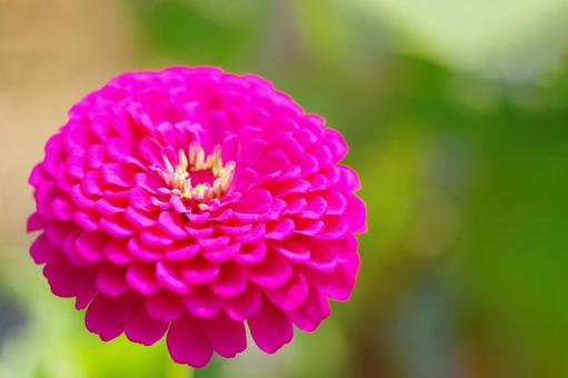 一輪の花 花,一輪,アップの写真素材