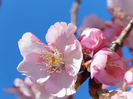 河津桜 河津桜の写真