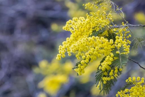 ミモザの花のクローズアップ ミモザ,花,春の写真素材