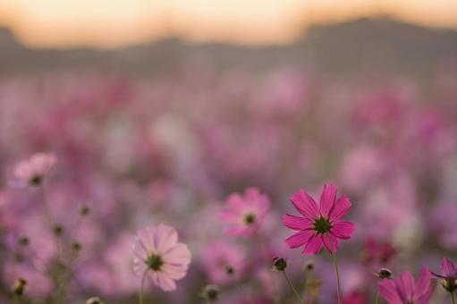 朝焼けのコスモス畑 朝焼けのコスモス畑の写真