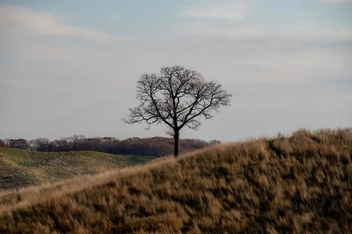 枯れた丘に佇む裸木と青空 丘,草原,初冬の写真素材