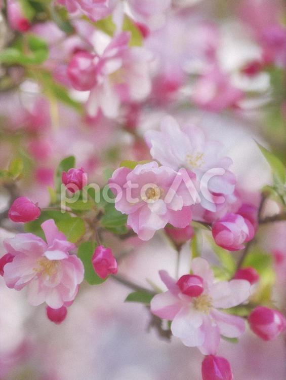 満開の花海棠 海棠,花海棠,カイドウの写真素材