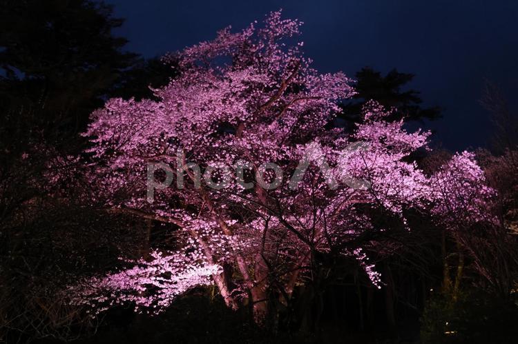 弥彦公園の桜のライトアップ 新潟,弥彦公園,桜の写真素材
