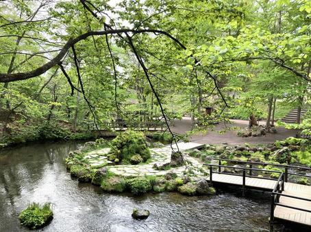 名水の公園 自然,グリーン,屋外の写真素材