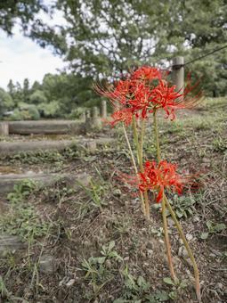 公園の階段を彩る彼岸花 公園の階段を彩る彼岸花の写真