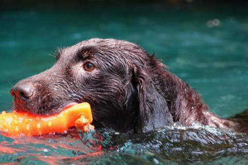 Photo, dog, large dog, retriever, 