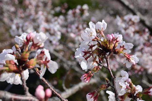 桜 桜の写真
