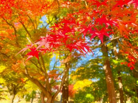 鮮やかな秋の紅葉 紅葉,秋,モミジの写真素材
