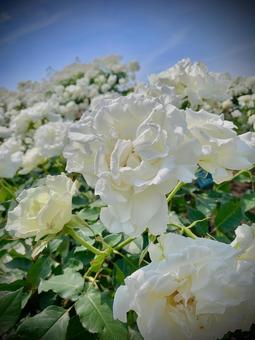 白いバラ 白いバラ ばら,花,白の写真素材
