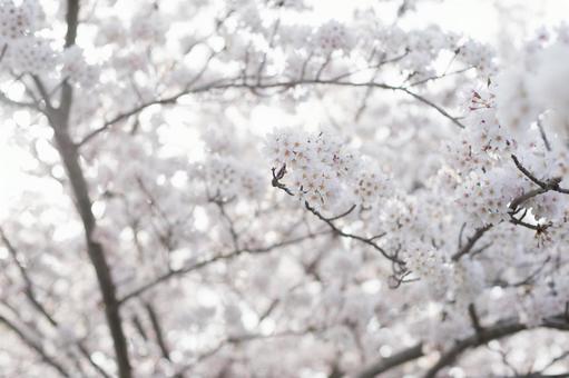 桜 桜の写真
