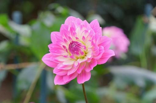 ダリア ダリア,花,ピンクの写真素材