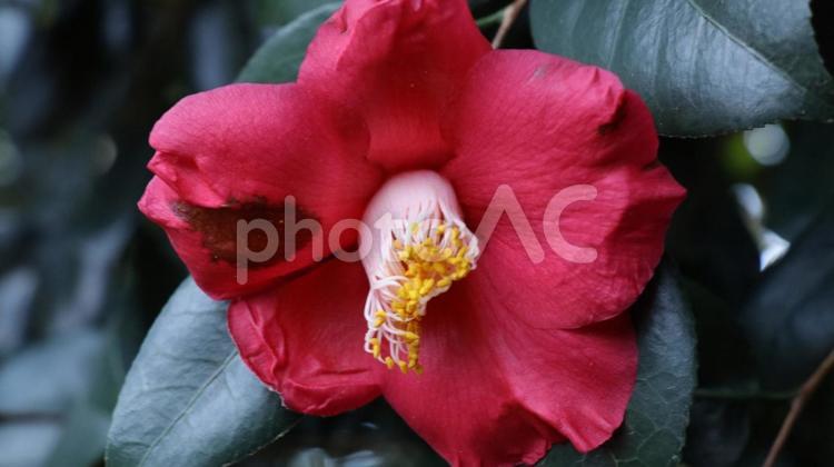 椿 椿,赤,花の写真素材