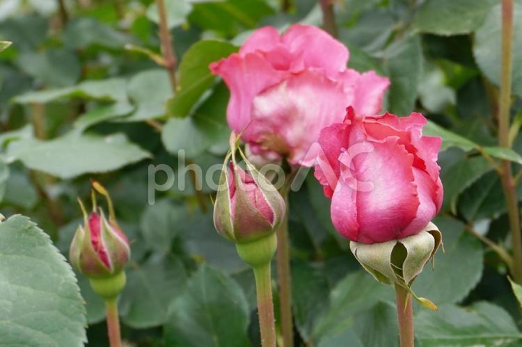 大きく膨らんだバラの蕾（赤）01 バラ,薔薇,花の写真素材