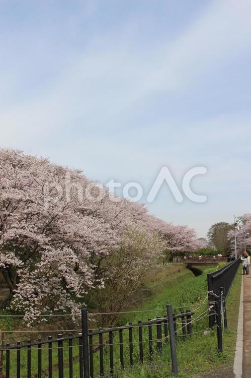 桜並木 並木道,桜並木,満開の写真素材
