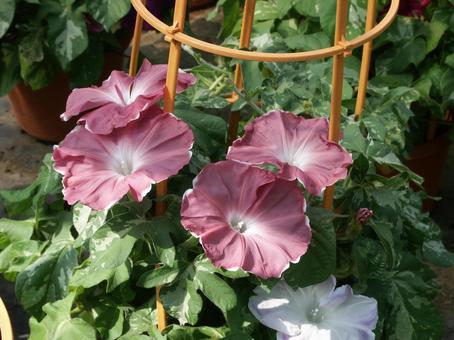 Photo, blooming landscape, morning glory, a flower, 